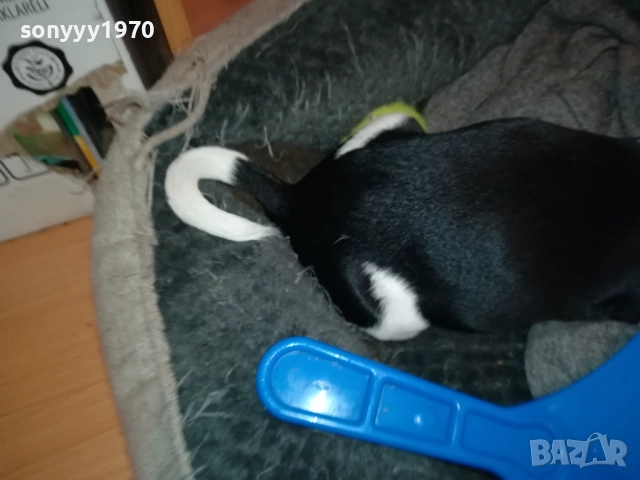 бебе ДЖАК РЪСЕЛ ТЕРИЕР 2111251016, снимка 8 - Джак ръсел териер - 52488853