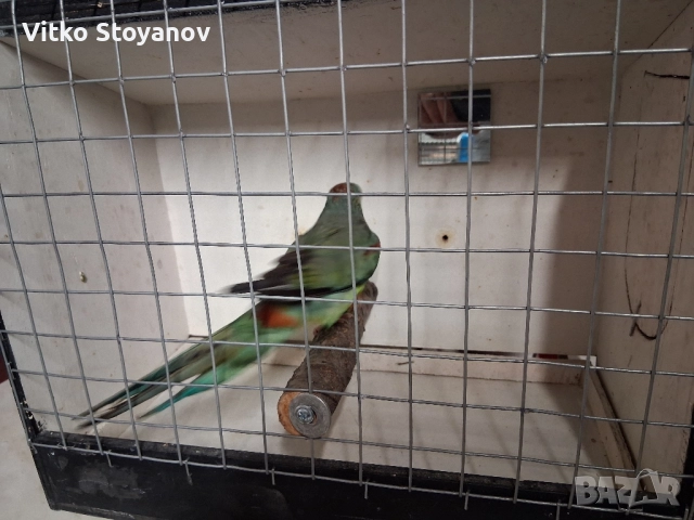 Многоцветен поен-женски, снимка 5 - Папагали - 52238797