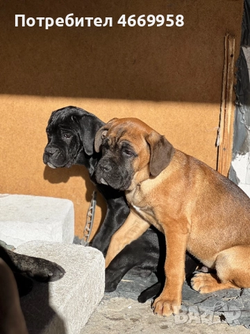 Кане Корсо, снимка 5 - Кане корсо - 52669037