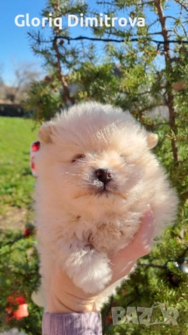 Померан мини , снимка 1 - Померан - 52927765