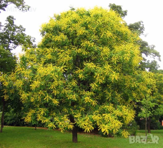 Китайски Мехурник