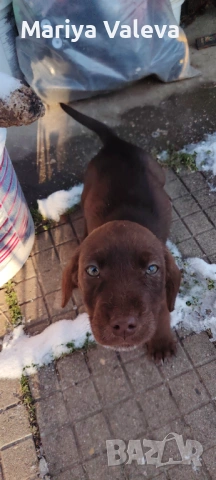 Кученца Курцхар , снимка 11 - Курцхаар - 52863953