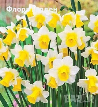 Луковици НАРЦИС, снимка 7 - Сортови семена и луковици - 46827345