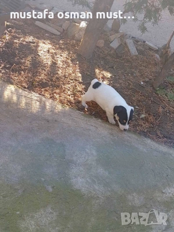 Джак Ръсел териер, снимка 3 - Джак ръсел териер - 52465135