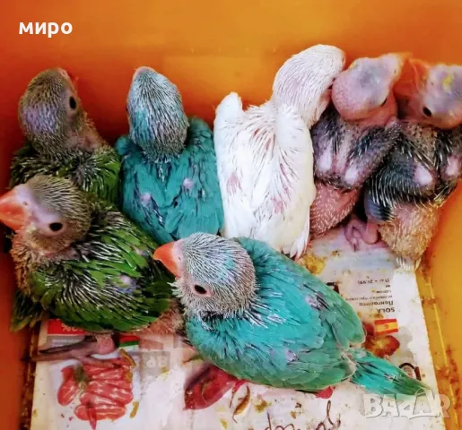 Бебета Малък Александър, ръчно хранени!, снимка 2 - Папагали - 50318040