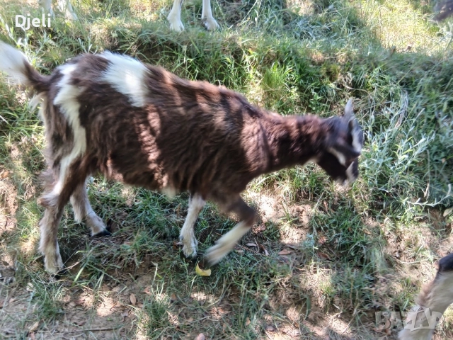 продавам кози и ярета, снимка 3 - Кози - 51835332