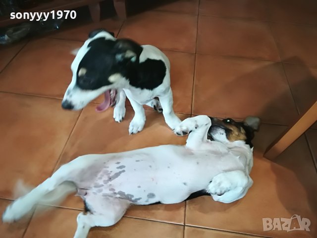 ДЖАКОВЕ СЛАДУРИ 0206221132, снимка 12 - Джак ръсел териер - 36956563