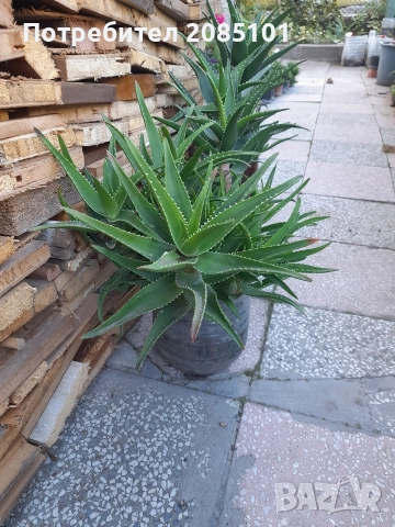 Алое вера, снимка 3 - Стайни растения - 42348394