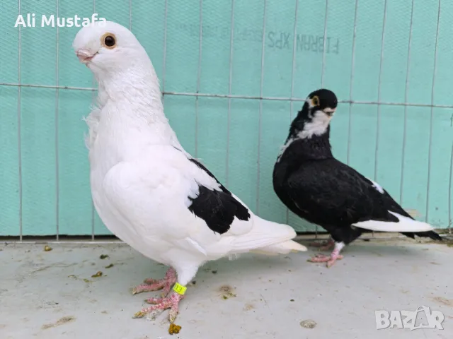 Африканска сова , снимка 11 - Гълъби - 50071282