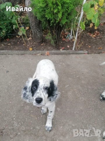 Английски сетер мъжки