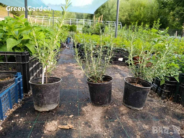 Розмарин, снимка 3 - Градински цветя и растения - 50984427