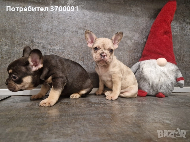 френски булдог/ булдочета, снимка 6 - Френски булдог - 52681586