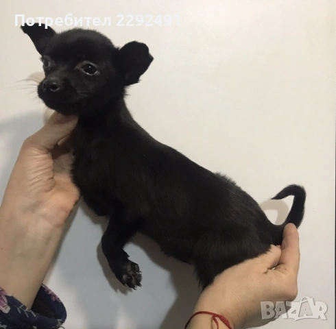 Мини Пинчери , снимка 2 - Пинчер - 52878798