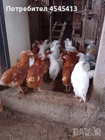 Кокошки ярки, уоман барун, бял легхорн и спербек, снимка 5 - Кокошки и пуйки - 52341582
