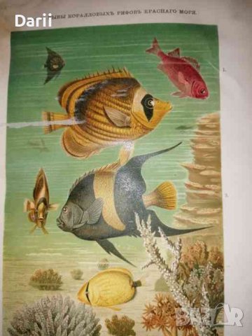 Жизнь моря: Животный и растительный мир моря, его жизнь и взаимоотношения, снимка 3 - Специализирана литература - 36964265