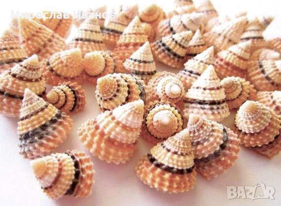 красиви раковинки по 1 лев