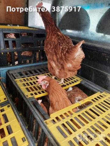 продавам кокошки носачки за яйца