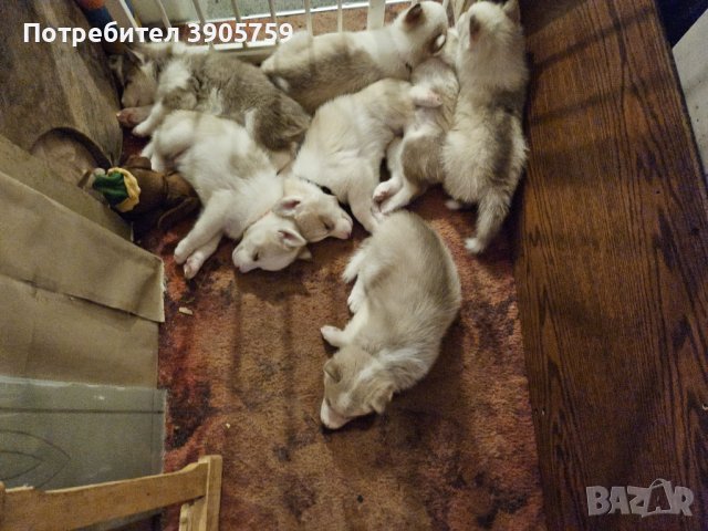 Чистопородни сибирски хъски кученца, снимка 2 - Хъски - 43134478