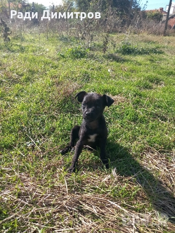 ПОДАРЯВАМ КУЧЕНЦА, снимка 8 - Други - 52297955