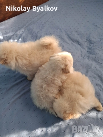 продавам кученца шпиц померан всичко им е дадено пасти за обезпаразитяването ,ваксина , паспорти , снимка 2 - Други животни - 52910546