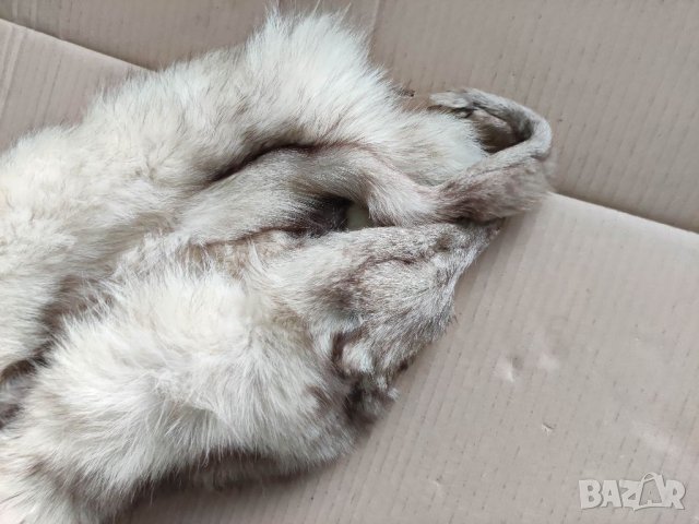 Продавам кожа от полярна 🦊, снимка 7 - Други ценни предмети - 32996137