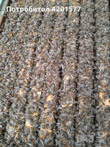 Продавам отводки и пчелни майки сезон 2026 г., снимка 2 - За пчели - 49775838