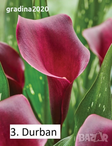 Луковици на Кала  - Цена за 1 бр.: 2,20 € / 4,30 лв. , снимка 3 - Разсади - 53145364