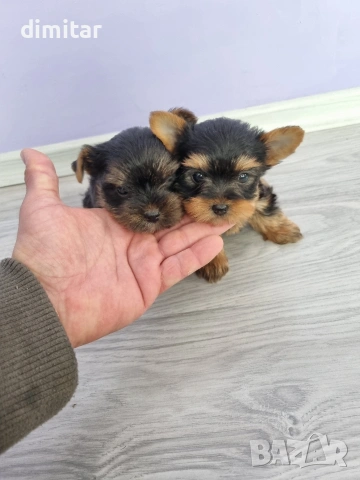 Йоркшир териер мини , снимка 15 - Йоркширски териер - 53580096