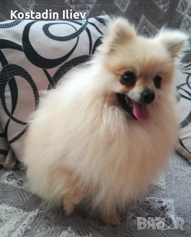 Свободен женски померан