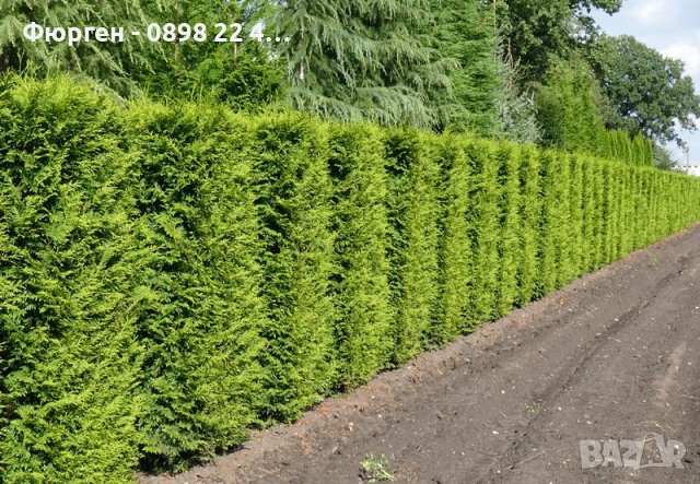 Западна туя Фастигиата Thuja occidentalis Fastigiata 