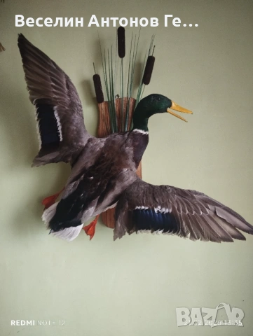 Продавам препарирана патица