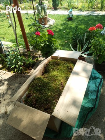 Горски мъх Декорация Естествен Скандинавски мъх..