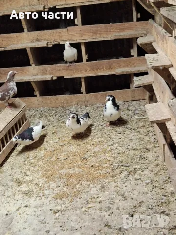 пазарджишки високолетачи гълаби те са стар ДЖИНС , снимка 3 - Гълъби - 48211259