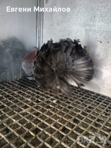 Фенерлии , снимка 2 - Гълъби - 53045490
