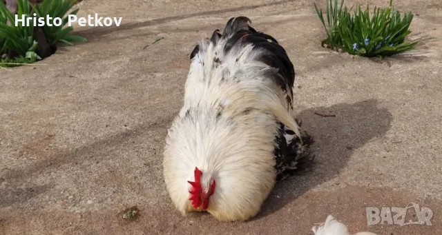 Пронавам Петли и Чифтове Мини Кохин , снимка 2 - Кокошки и пуйки - 49882931