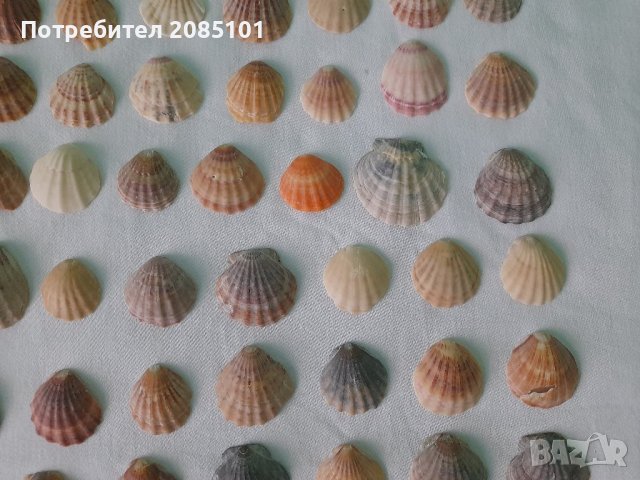 Морски миди перлички, снимка 7 - Декорация за дома - 43957419