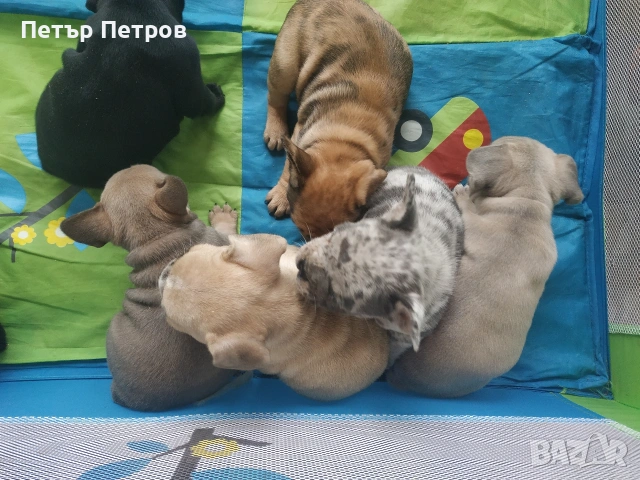 френски булдог -булдочета , снимка 4 - Френски булдог - 51929954