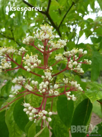 400 висококачествени семена от медоносното дърво на пчеларя Еводия Даниели и разсад дръвчета Euodia , снимка 17 - Сортови семена и луковици - 49008191