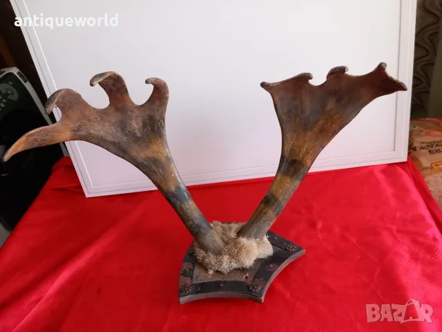 Ловен Трофей ,Рога от ЛОС , Елен , Сръндак, снимка 4 - Антикварни и старинни предмети - 49957539