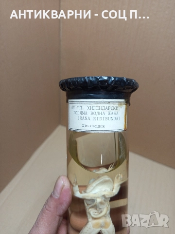 Стара Образователна Препарирана Жаба. , снимка 3 - Антикварни и старинни предмети - 52930718