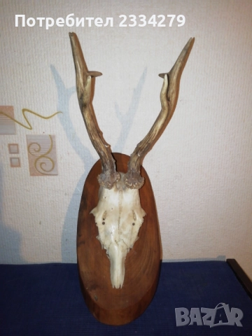 Стари глигански зъби-бивни,глиги и рога от саръндаци, млади елени, снимка 14 - Колекции - 52674338