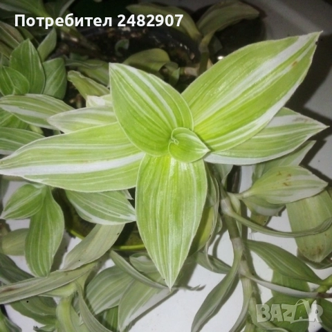 Традесканция 