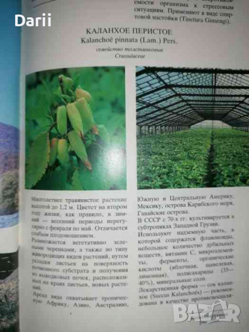 Лекарственные растения СССР: Культивируемые и дикорастущие растения, снимка 3 - Специализирана литература - 36459849