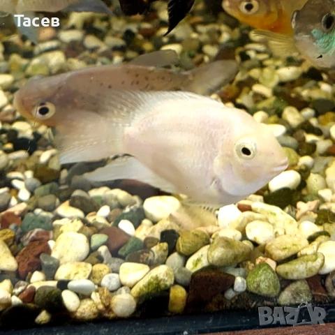 Платинен папагал 3-4см, снимка 1