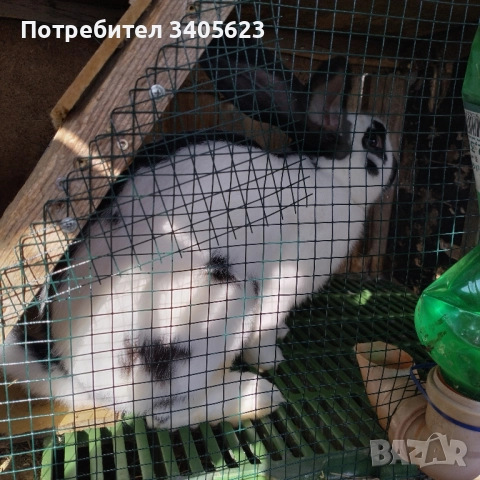 зайци мъжки и женски на различна възраст , снимка 12 - Други - 46286845