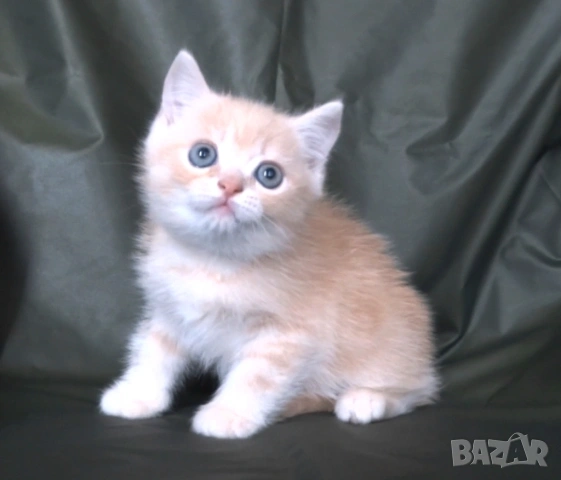 Британско късокосместо златисто котенце, снимка 6 - Британска късокосместа - 52373949