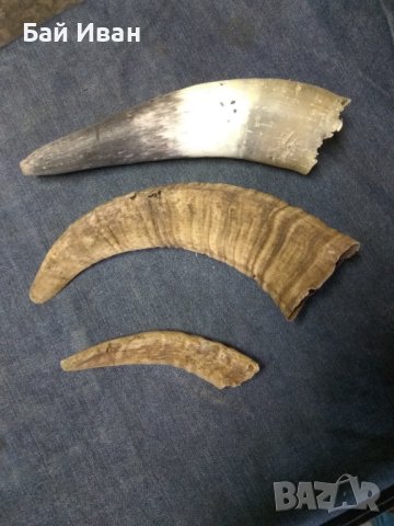 РОГА, снимка 2 - Други животни - 43091696