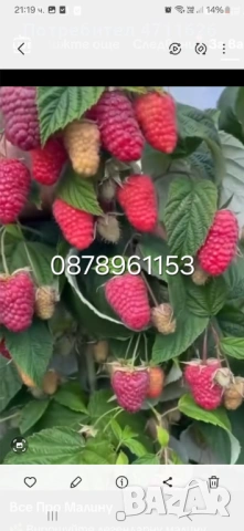 Разсад ягоди , снимка 11 - Разсади - 53290179