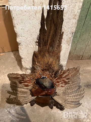 Продавам препариран фазан, снимка 4 - Други ценни предмети - 52595167