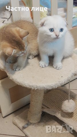 Британец златна чинчила за разплод , снимка 17 - Чинчили - 38819551